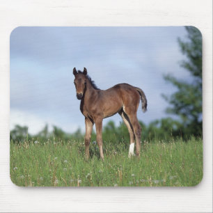 Thoroughbred Foal Standing in the Grass Mouse Pad