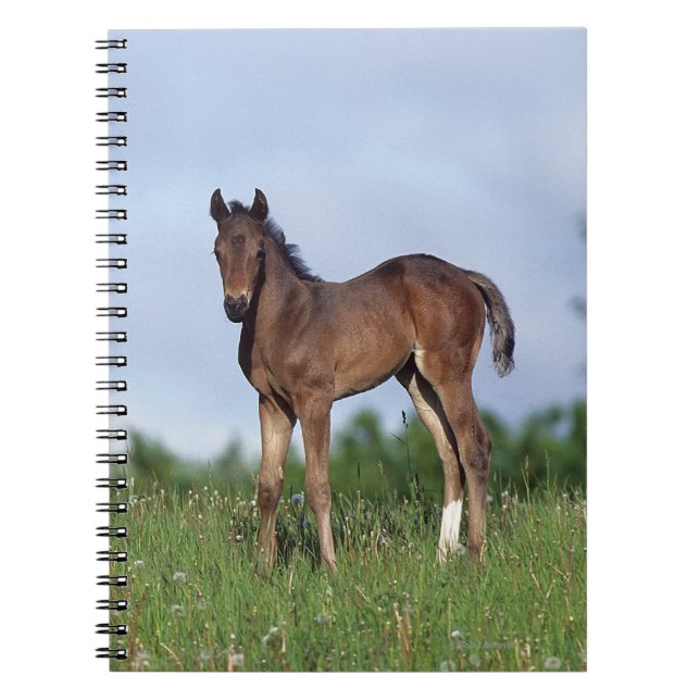 Thoroughbred Foal Standing in the Grass Notebook (Front)