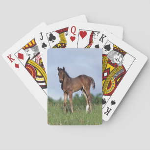 Thoroughbred Foal Standing in the Grass Playing Cards