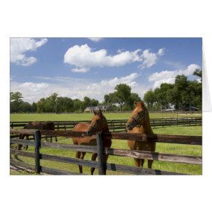 Thoroughbred horse farm in Marion County,