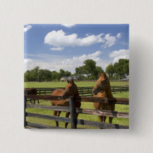 Thoroughbred horse farm in Marion County, 2 Inch Square Button