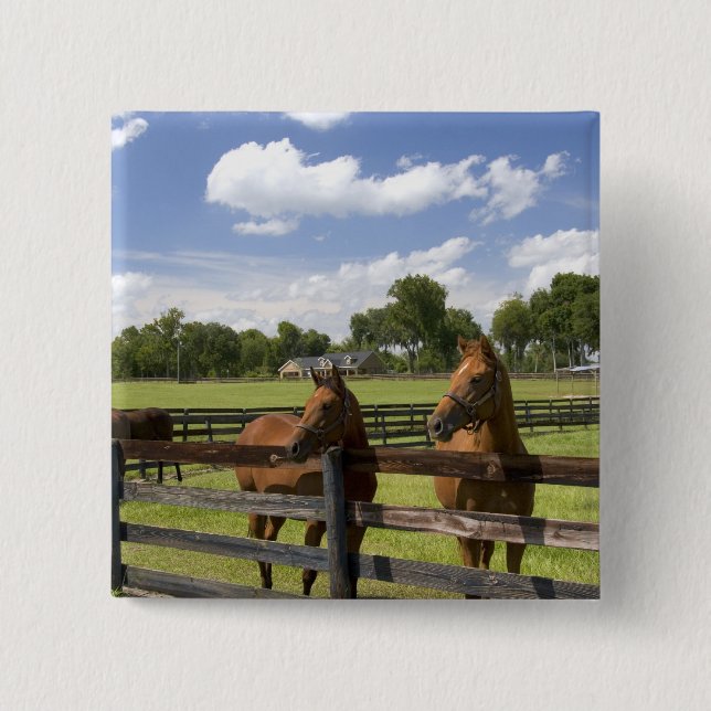 Thoroughbred horse farm in Marion County, 2 Inch Square Button (Front)