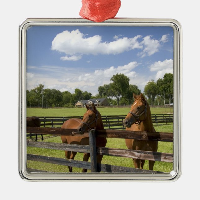 Thoroughbred horse farm in Marion County, Metal Ornament (Front)