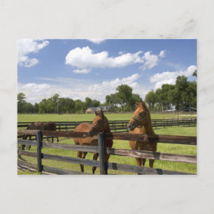 Thoroughbred horse farm in Marion County, Postcard