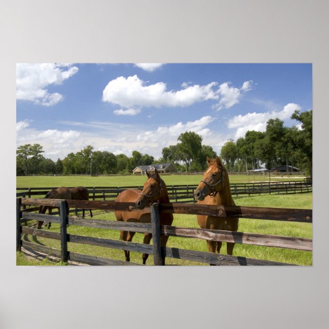 Thoroughbred horse farm in Marion County, Poster (Front)