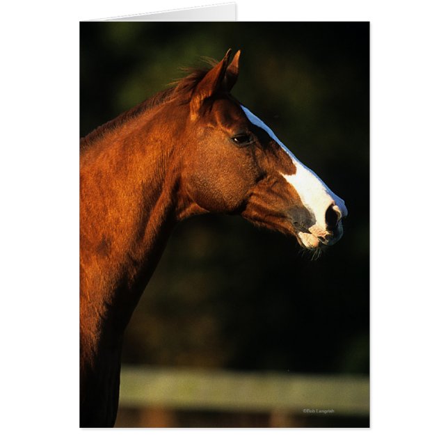 Thoroughbred Horse Headshot (Front)