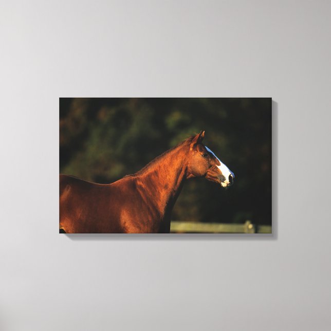 Thoroughbred Horse Headshot Canvas Print (Front)