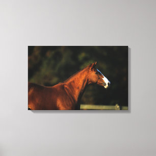 Thoroughbred Horse Headshot Canvas Print