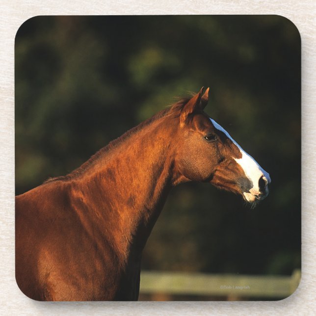 Thoroughbred Horse Headshot Coaster (Front)