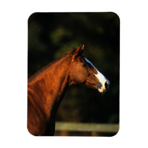 Thoroughbred Horse Headshot Magnet