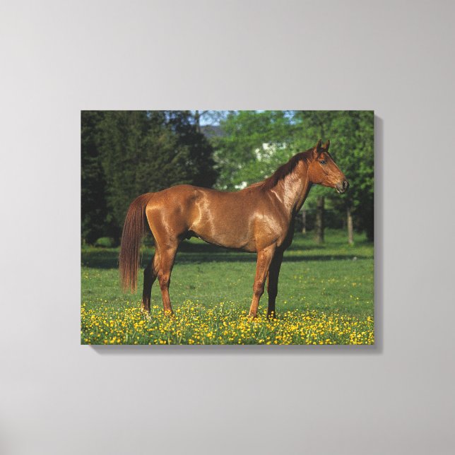 Thoroughbred Horse in Flowers Canvas Print (Front)