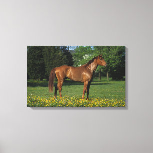 Thoroughbred Horse in Flowers Canvas Print