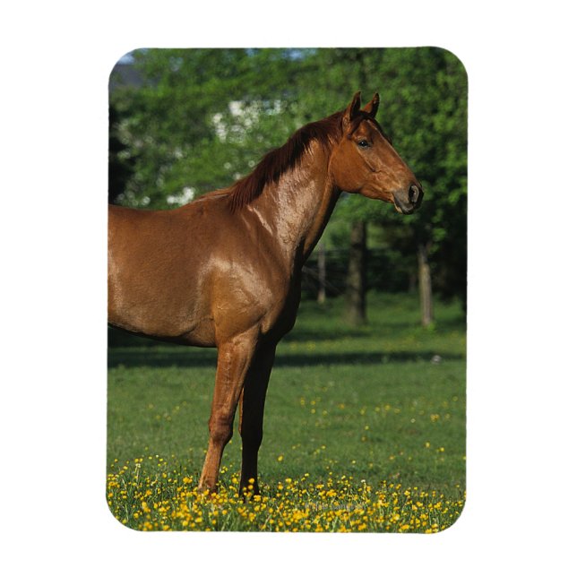 Thoroughbred Horse in Flowers Magnet (Vertical)
