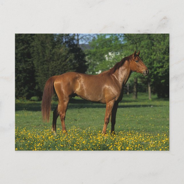 Thoroughbred Horse in Flowers Postcard (Front)