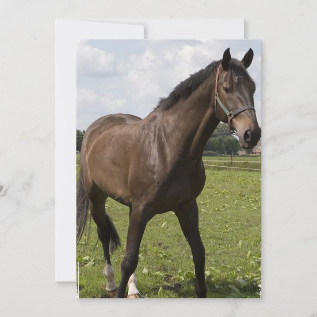 Thoroughbred Horse Invitation (Front)