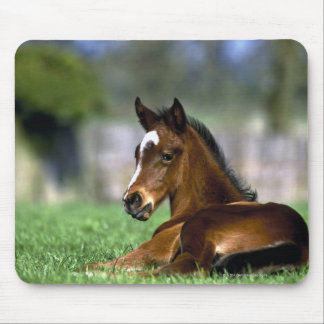 Thoroughbred Horse, Ireland Mouse Pad