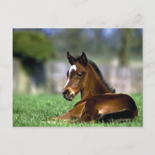 Thoroughbred Horse | Ireland Postcard (Front)