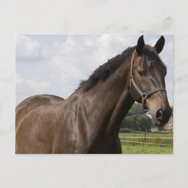 Thoroughbred Horse Postcard (Front)