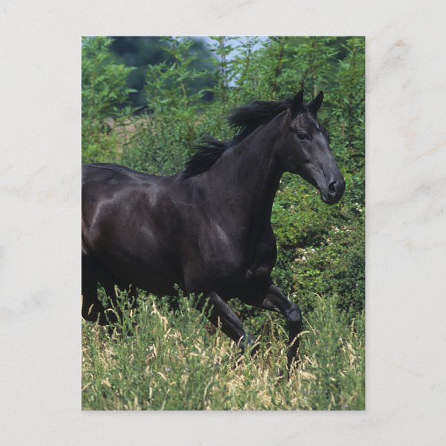 Thoroughbred Horse Running in Grass Postcard (Front)