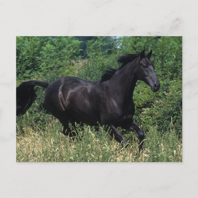 Thoroughbred Horse Running in Grass Postcard (Front)