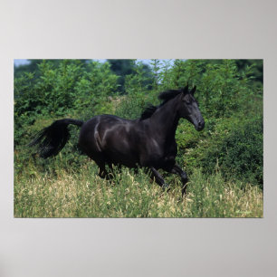 Thoroughbred Horse Running in Grass Poster