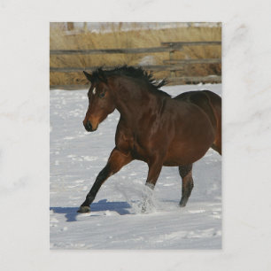Thoroughbred Horse Running in the Snow Postcard