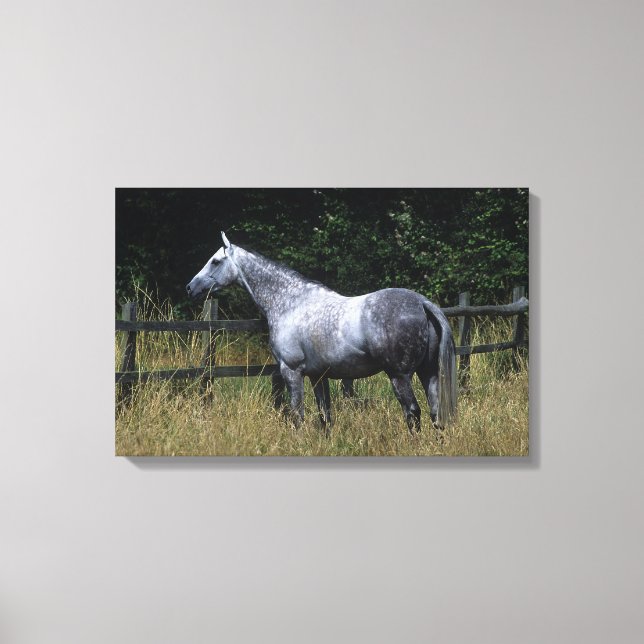 Thoroughbred Horse Standing by Fence Canvas Print (Front)
