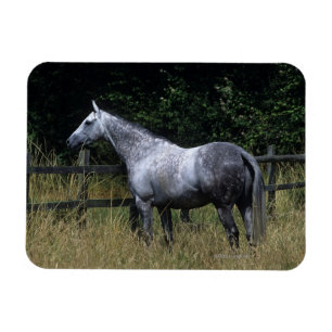 Thoroughbred Horse Standing by Fence Magnet