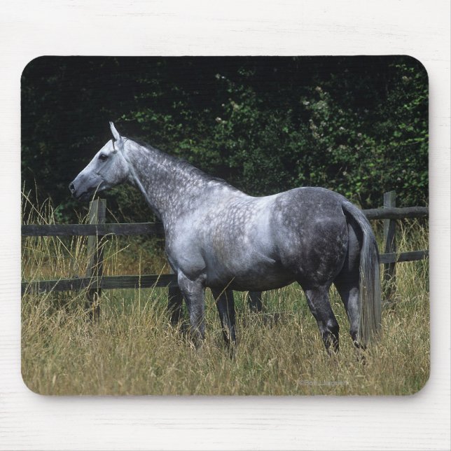 Thoroughbred Horse Standing by Fence Mouse Pad (Front)