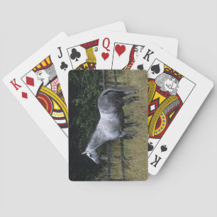 Thoroughbred Horse Standing by Fence Playing Cards