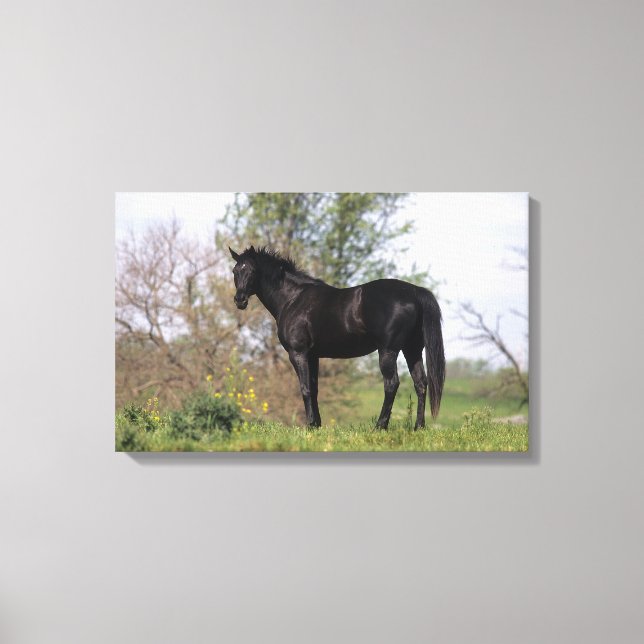 Thoroughbred Horse Standing Canvas Print (Front)