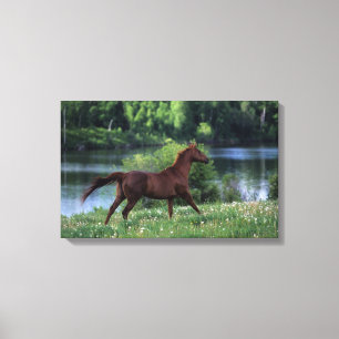 Thoroughbred Horse Standing in Flowers Canvas Print