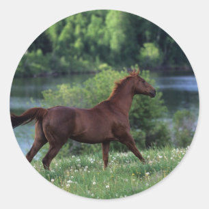Thoroughbred Horse Standing in Flowers Classic Round Sticker