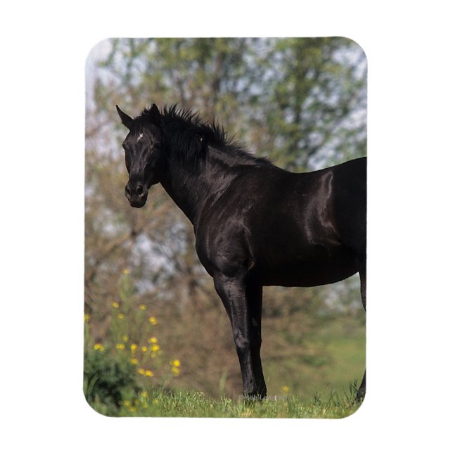 Thoroughbred Horse Standing Magnet (Vertical)