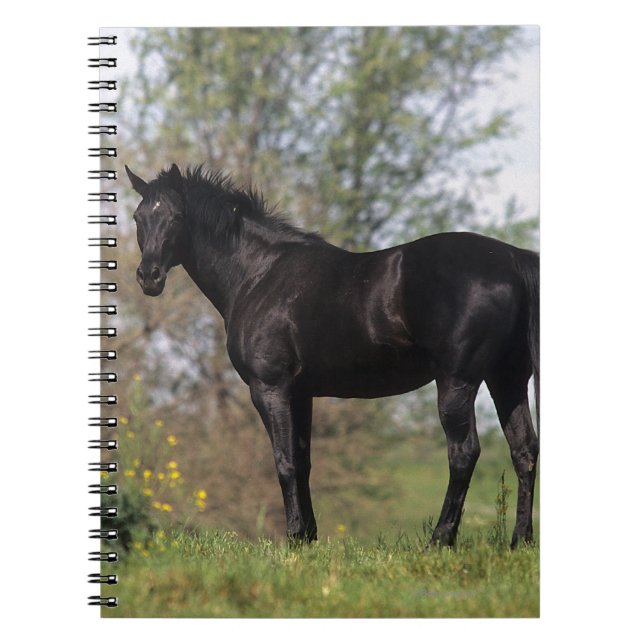 Thoroughbred Horse Standing Notebook (Front)