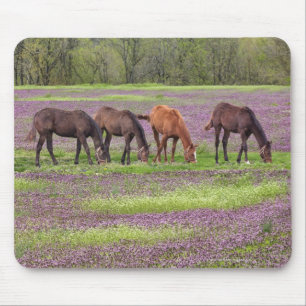 Thoroughbred horses in field of henbit flowers mouse pad