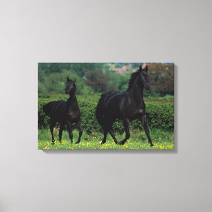 Thoroughbred Horses in Flower Field Canvas Print