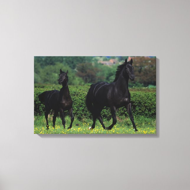 Thoroughbred Horses in Flower Field Canvas Print (Front)