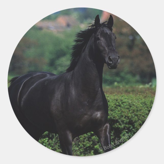 Thoroughbred Horses in Flower Field Classic Round Sticker (Front)