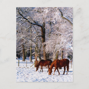 Thoroughbred Horses in Snow Holiday Postcard