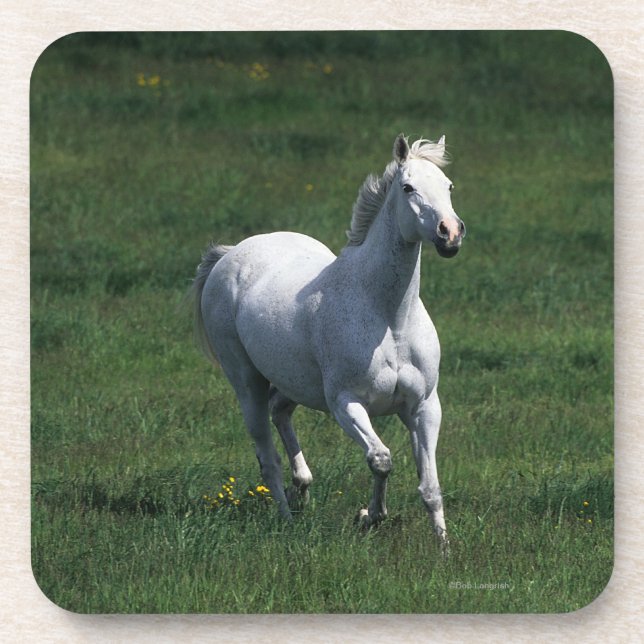Thoroughbred Mare Coaster (Front)