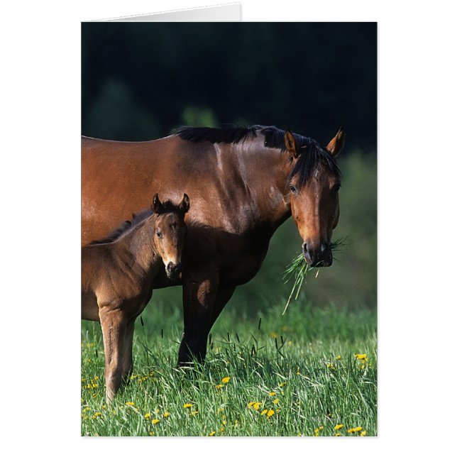 Thoroughbred Mare & Foal 1 (Front)