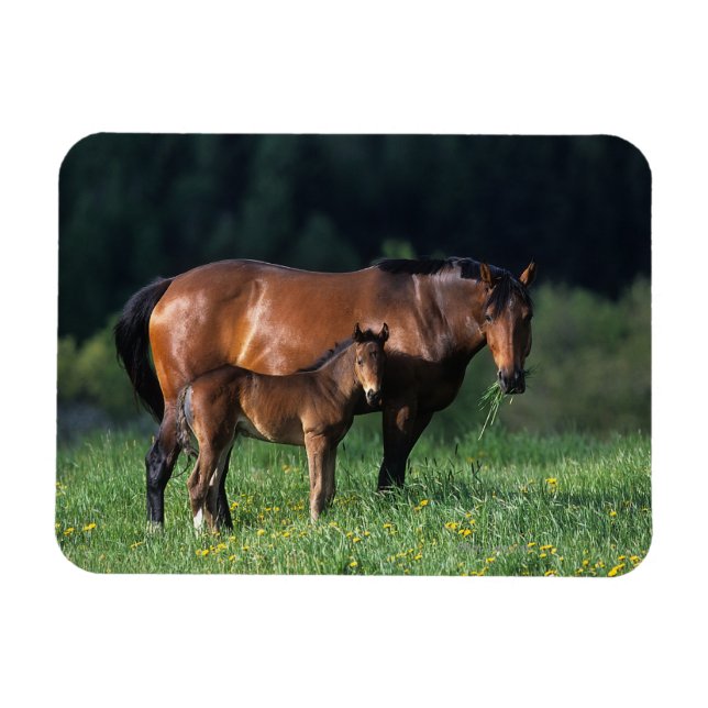 Thoroughbred Mare & Foal 1 Magnet (Horizontal)