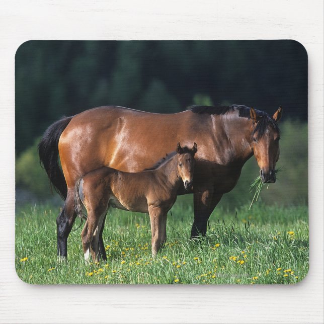 Thoroughbred Mare & Foal 1 Mouse Pad (Front)