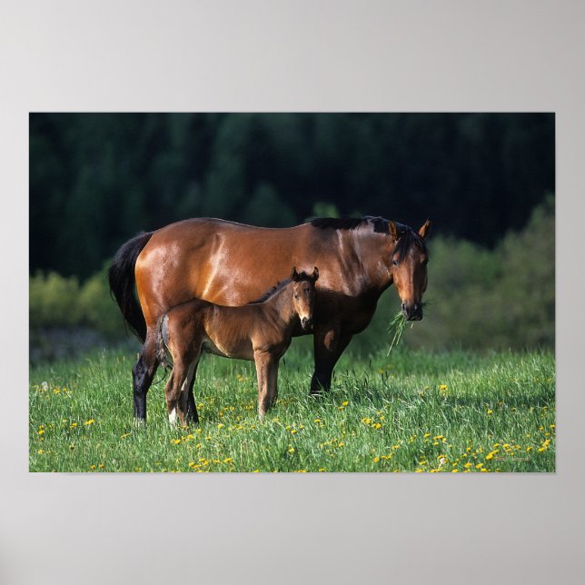 Thoroughbred Mare & Foal 1 Poster (Front)
