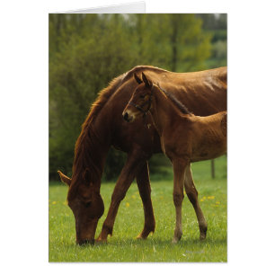 Thoroughbred Mare & Foal 2