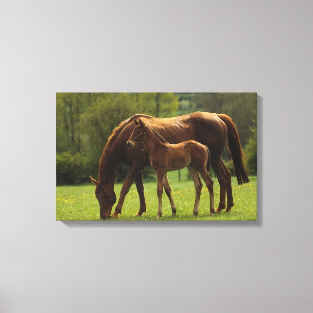 Thoroughbred Mare & Foal 2 Canvas Print (Front)