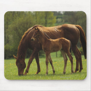 Thoroughbred Mare & Foal 2 Mouse Pad