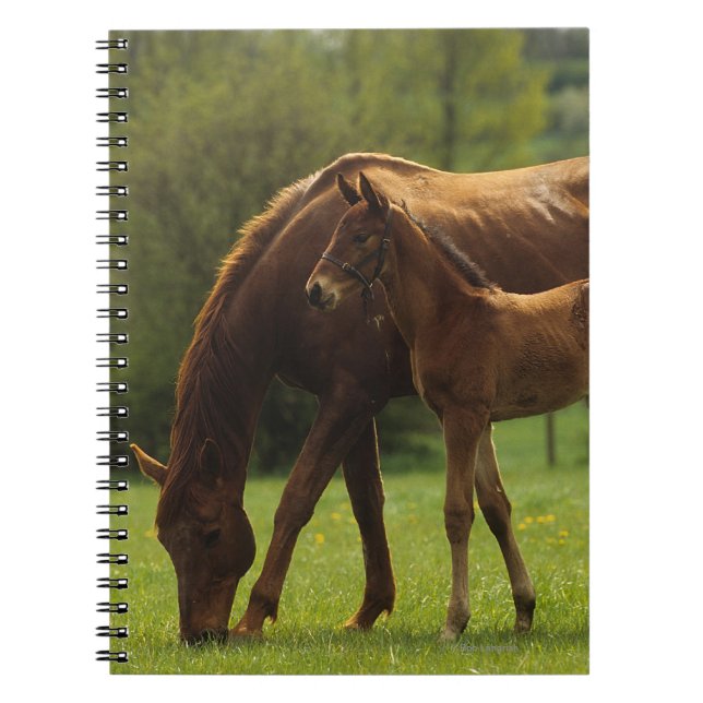 Thoroughbred Mare & Foal 2 Notebook (Front)