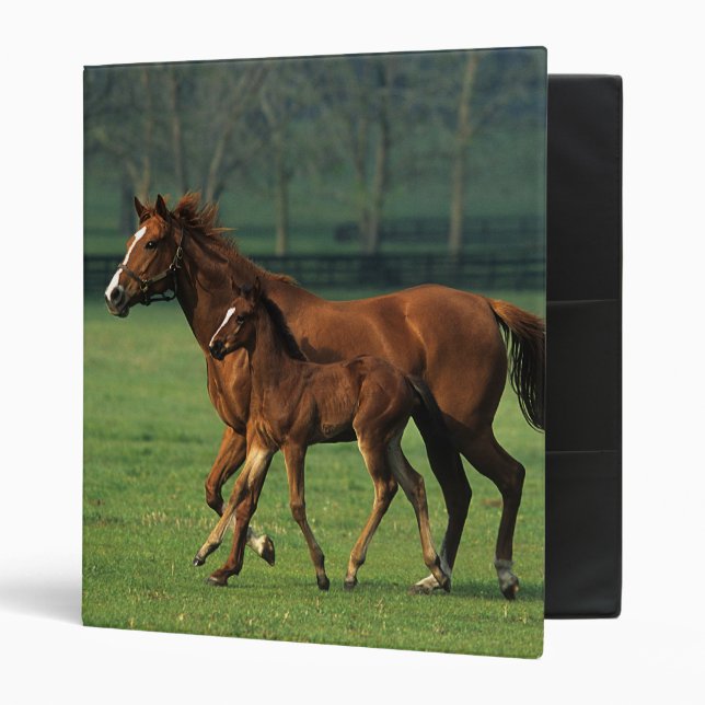 Thoroughbred Mare & Foal 3 Binder (Front/Inside)